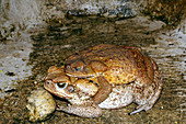 Mating cane toads