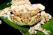 Ecnomiohyla tuberculosa treefrog