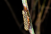 Frog eggs on a branch