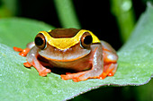 Dendropsophus frog