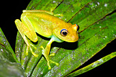 Tree frog