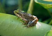 Common frog on a leaf