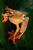 Harlequin tree frog