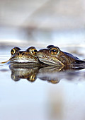 Common frogs spawning