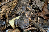 South American common toad
