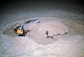 Loggerhead turtle nesting