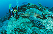 Green turtle and diver