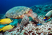 Hawksbill turtle feeding