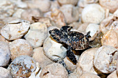 Hatching hawksbill turtle