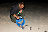 Ranger releasing green turtle hatchlings
