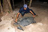 Hawksbill turtle