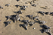 Leatherback turtle hatchlings