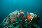 Green turtles