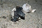 Olive Ridley turtle hatching