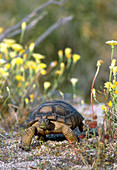 Desert tortoise (Gopherus agassizii) walking