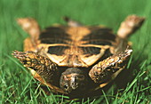 Upside down tortoise
