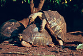 Mating tortoises