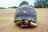 Radiated tortoise