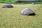 Dome-shelled Galapagos tortoises