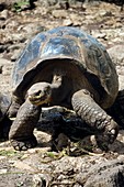 Young giant Galapagos tortoise