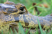 Spectacled caiman