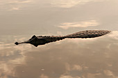Spectacled caiman in water