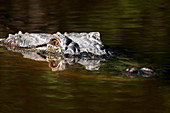 American alligator hunting