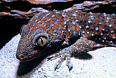 Tokay (Gekko gecko)