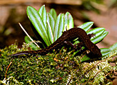 A Least gecko,Sphaerodactylus sp.,from Ecuador