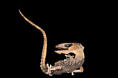 Desicated gecko