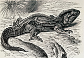 Engraving of tuatara