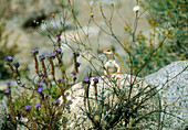 Desert iguana (Dipsosaurus dorsalis) on a rock