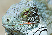 Head of a green iguana
