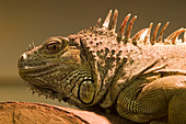 Iguana