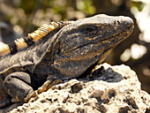 Iguana