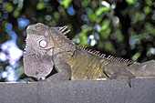 Male green iguana