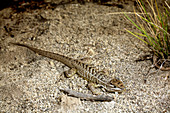 Tropidurid lizard