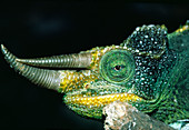Male three-horned chameleon