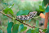 Madagascan chameleon climbing in a eucalyptus tree