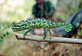 Socotra chameleon