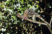 Parson's chameleon catching prey