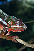 Panther chameleon