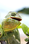 Flap-necked chameleon