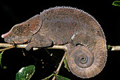 Chameleon (Calumma malthe)