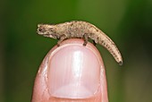 World's smallest chameleon