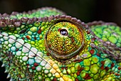 Panther chameleon eye