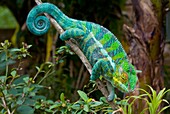 Panther chameleon on a branch