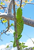 Flap-necked chameleon in a tree