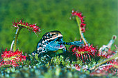 Lizard eating lacewing fly trapped by sundew plant