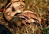 Boa constrictor swallowing rat